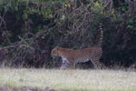 Wilpattu National ParkPark 06-09 March 2020