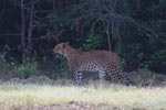 Wilpattu National ParkPark 06-09 March 2020