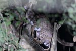 Wilpattu National ParkPark 06-09 March 2020