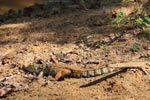 Wilpattu National ParkPark 06-09 March 2020