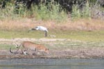 Wilpattu National ParkPark 6th – 9th June 2019