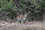 Wilpattu National ParkPark 6th – 9th June 2019