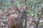 Wilpattu National ParkPark 6th – 9th June 2019