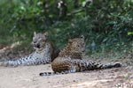 Wilpattu National ParkPark 6th – 9th June 2019