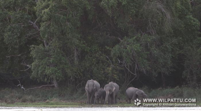 Wilpattu National ParkPark 6th – 9th June 2019