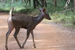 Wilpattu National ParkPark 6th – 9th June 2019