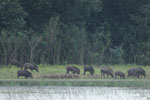 Notes on Field Trips Wilpattu National Park