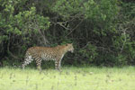 Notes on Field Trips Wilpattu National Park