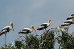 Notes on Field Trips Wilpattu National Park