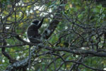 Notes on Field Trips Wilpattu National Park