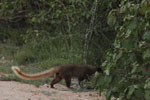 Notes on Field Trips Wilpattu National Park