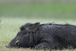 Notes on Field Trips Wilpattu National Park