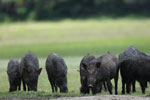 Notes on Field Trips Wilpattu National Park