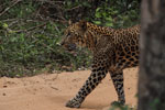 Notes on Field Trips Wilpattu National Park