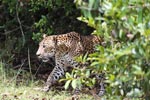 Notes on Field Trips Wilpattu National Park