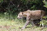 Notes on Field Trips Wilpattu National Park