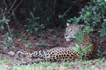 Notes on Field Trips Wilpattu National Park