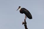 Notes on Field Trips Wilpattu National Park