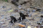 Notes on Field Trips Wilpattu National Park