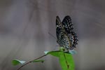 Notes on Field Trips Wilpattu National Park