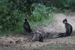 Notes on Field Trips Wilpattu National Park
