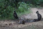 Notes on Field Trips Wilpattu National Park