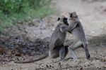 Notes on Field Trips Wilpattu National Park