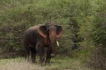 Notes on Field Trips Wilpattu National Park