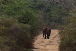 Notes on Field Trips Wilpattu National Park