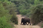 Notes on Field Trips Wilpattu National Park