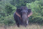 Notes on Field Trips Wilpattu National Park