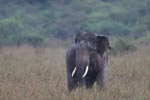 Notes on Field Trips Wilpattu National Park