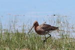 7th to 8th April 2018 Notes on Field Trips Wilpattu National Park