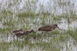 7th to 8th April 2018 Notes on Field Trips Wilpattu National Park