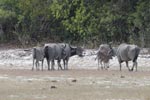 Notes on Field Trips Wilpattu National Park