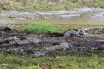 Notes on Field Trips Wilpattu National Park