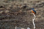 Notes on Field Trips Wilpattu National Park