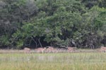 Notes on Field Trips Wilpattu National Park