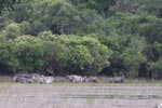 Notes on Field Trips Wilpattu National Park