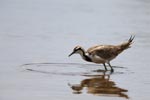 Notes on Field Trips Wilpattu National Park