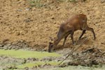 Notes on Field Trips Wilpattu National Park