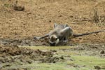 Notes on Field Trips Wilpattu National Park