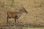 Notes on Field Trips Wilpattu National Park