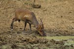 Notes on Field Trips Wilpattu National Park