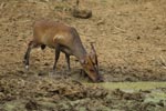 Notes on Field Trips Wilpattu National Park