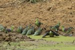 Notes on Field Trips Wilpattu National Park