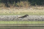 Notes on Field Trips Wilpattu National Park