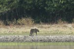 Notes on Field Trips Wilpattu National Park