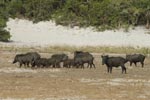 Notes on Field Trips Wilpattu National Park