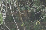 Notes on Field Trips Wilpattu National Park